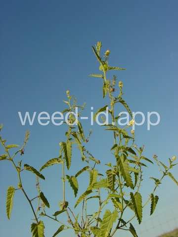 noseburn, nettleleaf